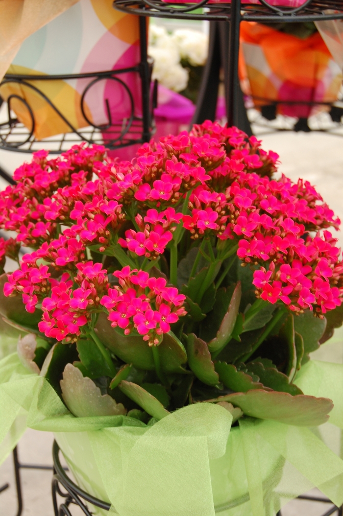 Forever Midi Berry Pink - Kalanchoe from GCM Theme Three