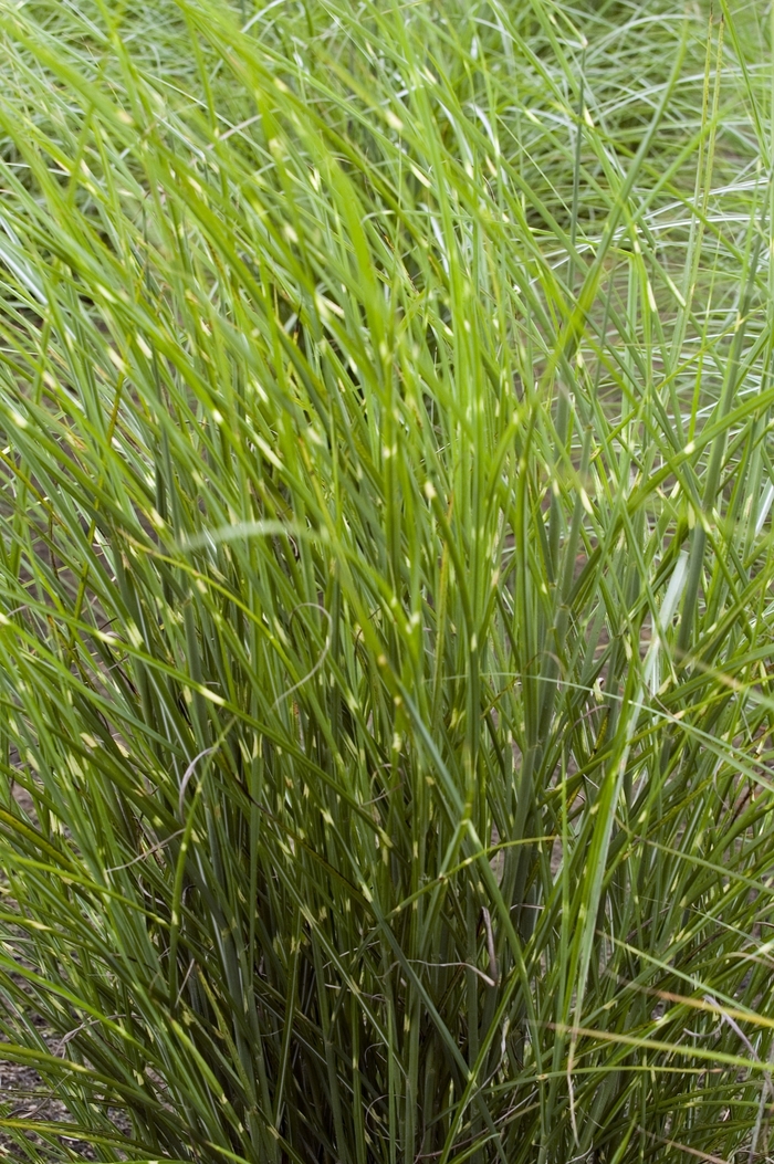 Maiden Grass - Miscanthus sinensis 'Border Bandit' from GCM Theme Three