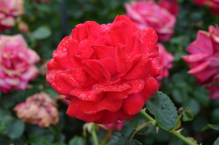 Easy Elegance® Super Hero Rose - Rosa 'BAIsuhe' from GCM Theme Three