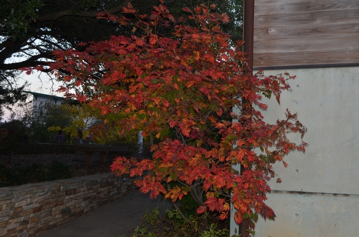 Fern-Leaf Full Moon Maple - Acer japonicum 'Filicifolium' from GCM Theme Three
