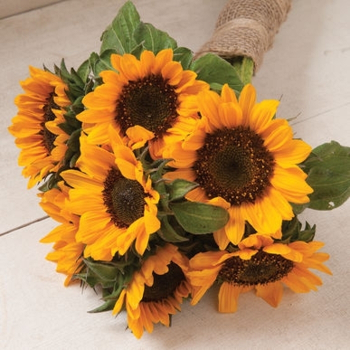 Sungold Sunflower - Helianthus annuus 'Sol de Oro' from GCM Theme Three