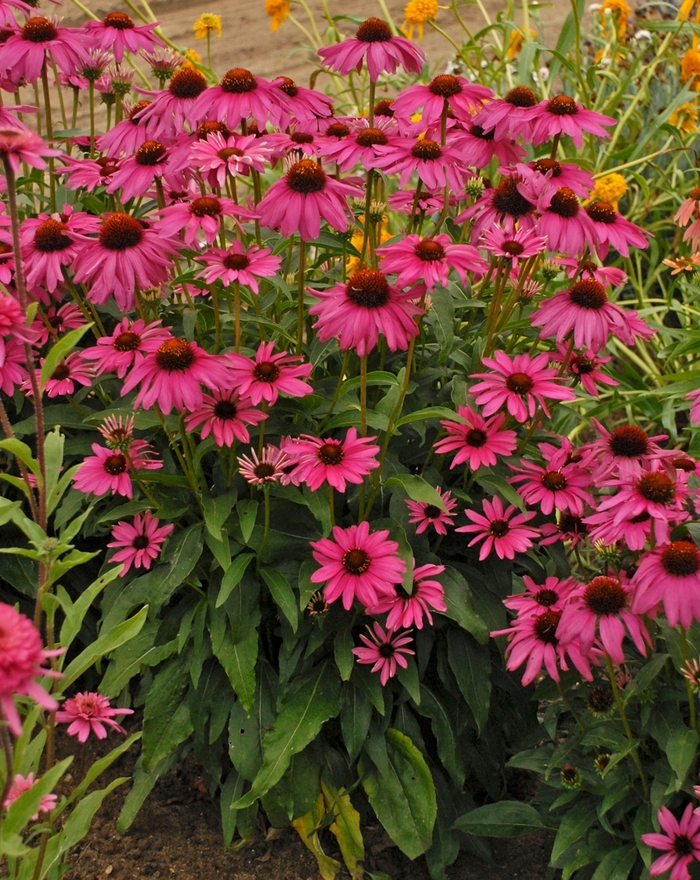 Butterfly 'Purple Emperor' - Echinacea hybrid from GCM Theme Three