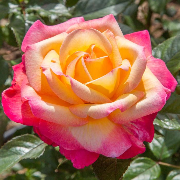 Enchanted Peace™ - Rosa hybrid 'Meizoloi' PP33492 from GCM Theme Three