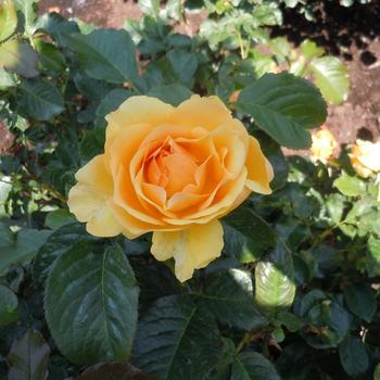 Rosa - 'Amber Queen' Shrub Rose