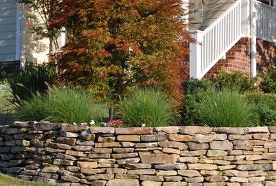Curved stone retaining wall with grass and Japanese Maple