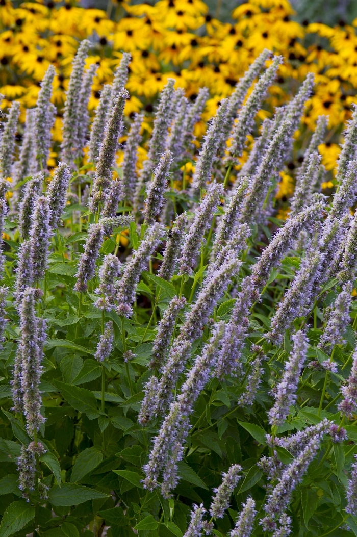 Anise Hyssop - Agastache 'Blue Fortune' from GCM Theme Three