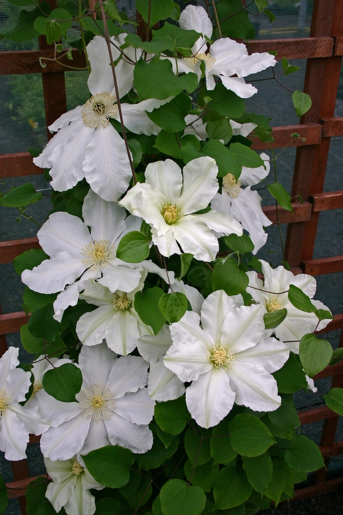 Clematis - Clematis 'Alabast' from GCM Theme Three