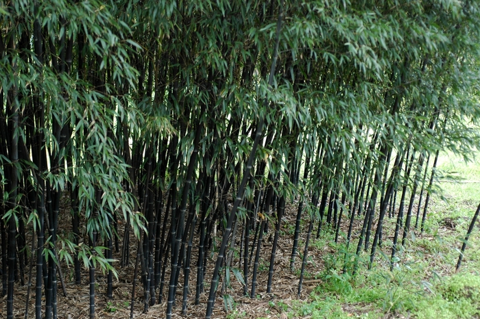 Bamboo - Phyllostachys nigra 'Daikokuchiku' from GCM Theme Three