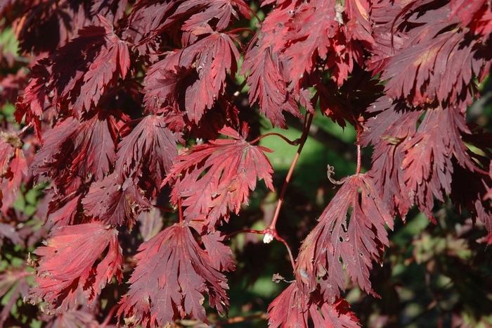 Full Moon Maple - Acer japonicum from GCM Theme Three