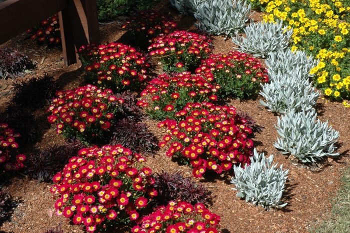 Marguerite Daisy - Argyranthemum hybrid 'Meteor Red' from GCM Theme Three