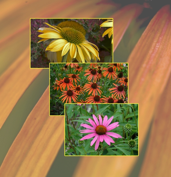 'Multiple Varieties' Coneflower - Echinacea from GCM Theme Three