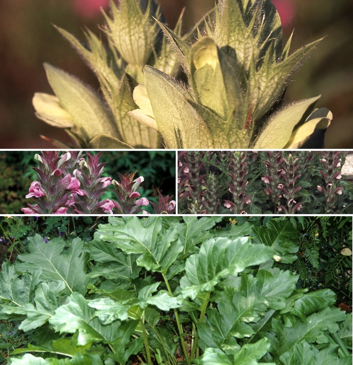 Acanthus - Multiple Varieties from GCM Theme Three