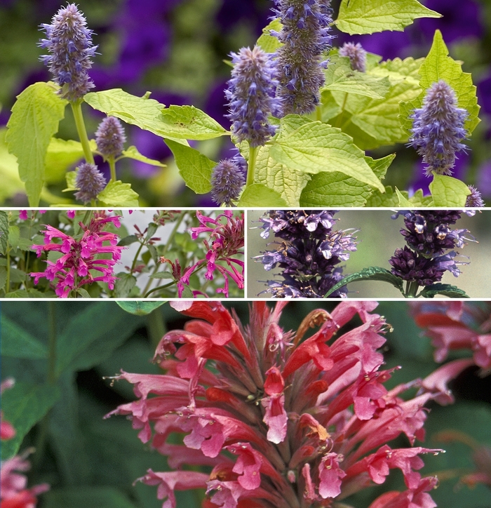 Giant Hyssop - Agastache - Multiple Varieties from GCM Theme Three