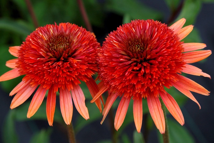 Coral Reef Coneflower - Echinacea 'Coral Reef' from GCM Theme Three