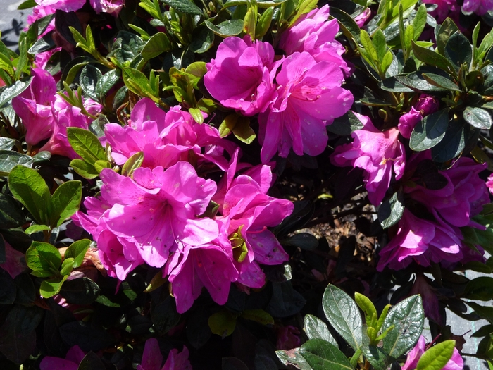 'Easter Morn' - Rhododendron hybrid from GCM Theme Three