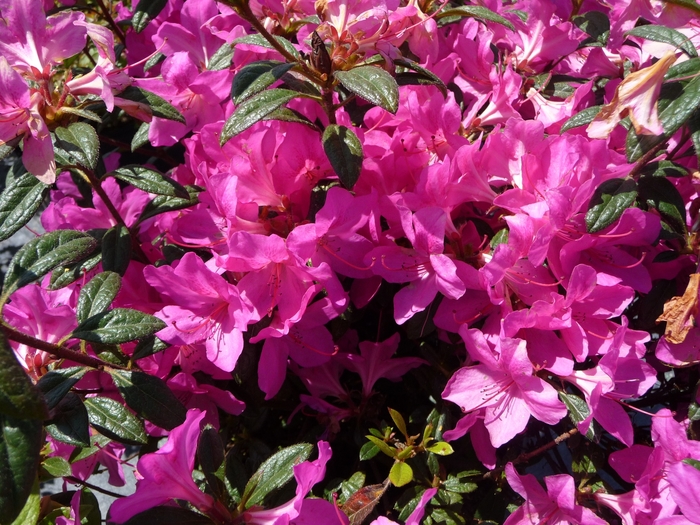 Encore® 'Autumn Amethyst' - Rhododendron (Azalea) from GCM Theme Three