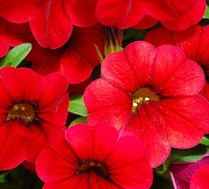 Catwalk® Bouquet Red - Calibrachoa from GCM Theme Three