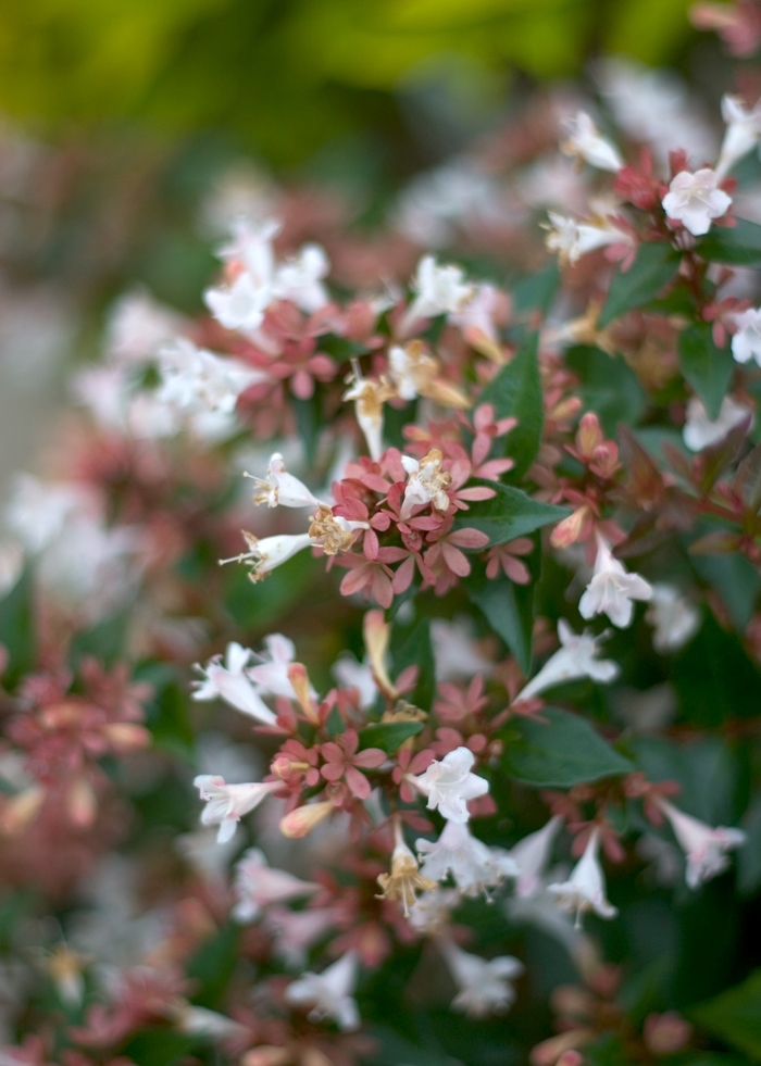 Color Choice® Ruby Anniversary™ - Abelia chinensis 'Keiser' PP21632 from GCM Theme Three