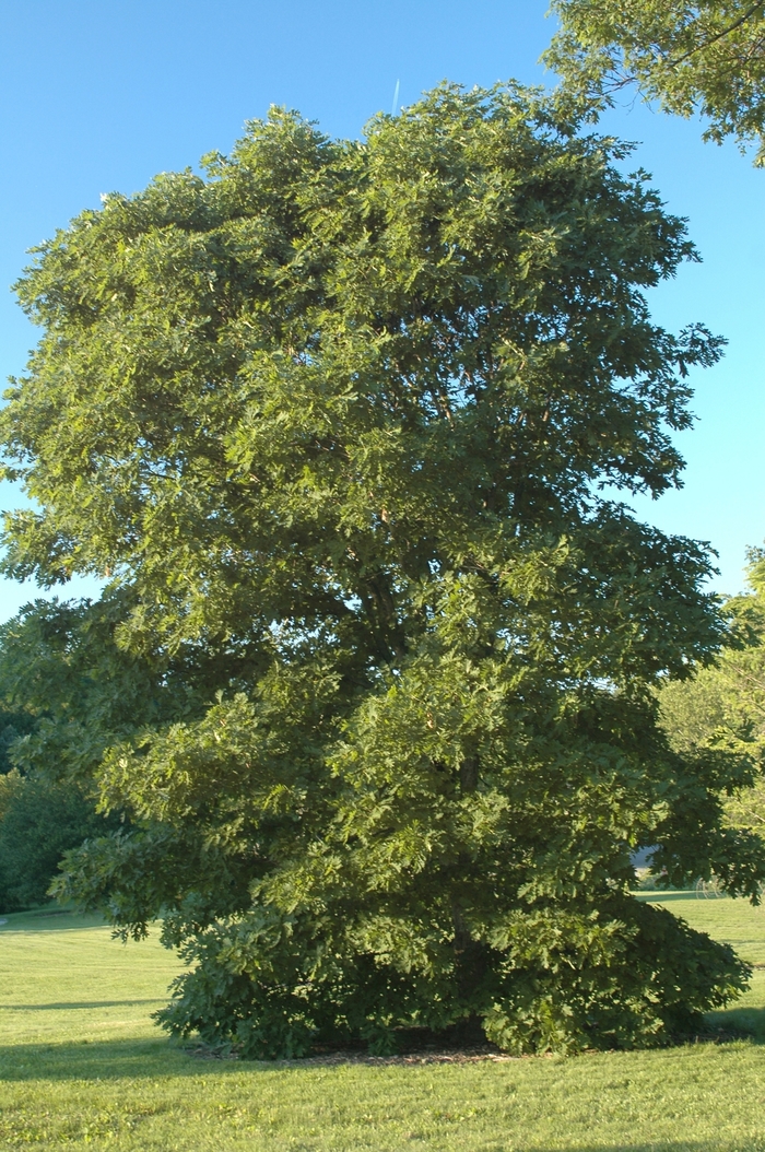 White Oak - Quercus alba from GCM Theme Three