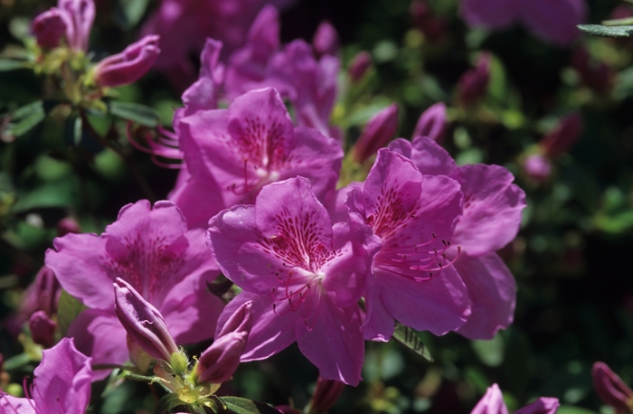 Merlin Azalea - Rhododendron 'Merlin' (Azalea) from GCM Theme Three