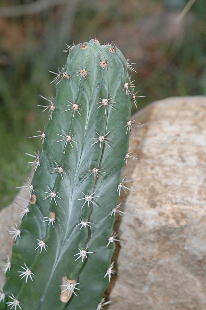 Triangle Cactus - Acanthocereus pitajaya from GCM Theme Three