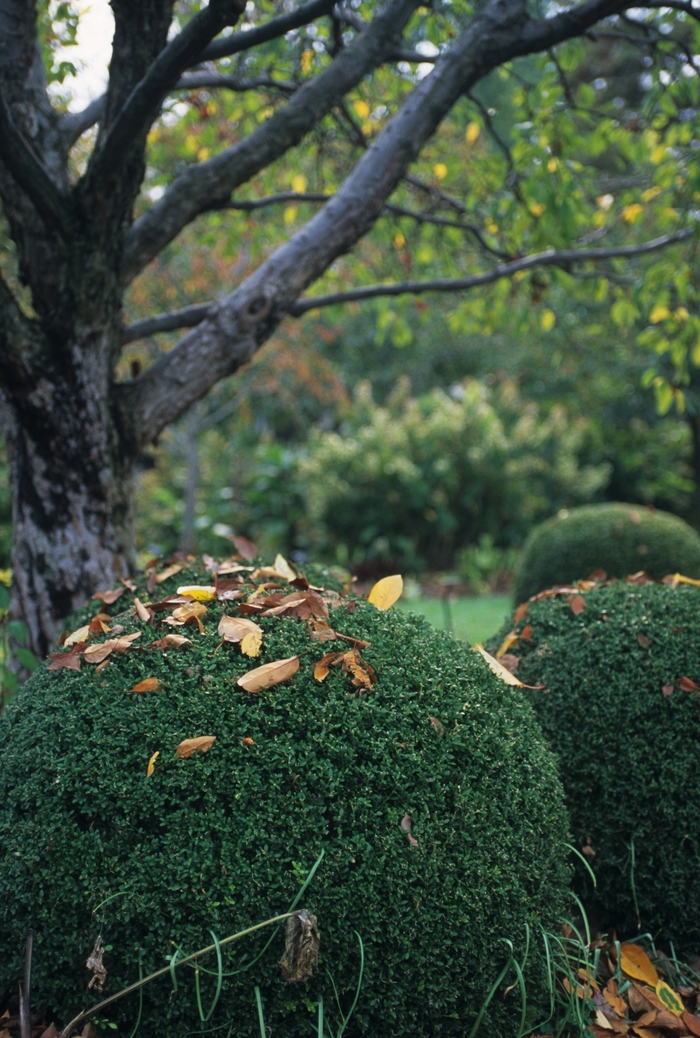 Wintergreen Boxwood - Buxus microphylla var. japonica 'Wintergreen' from GCM Theme Three