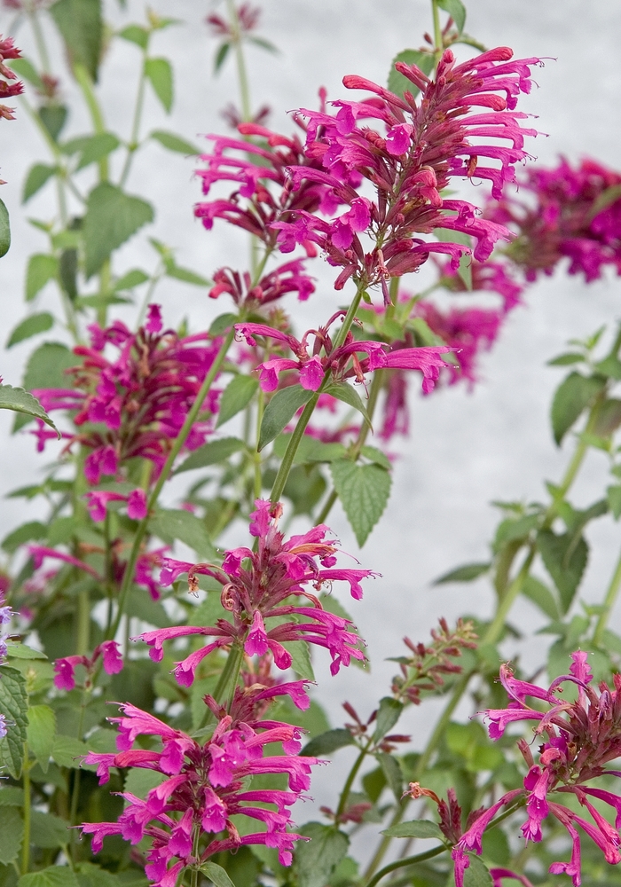 Mexican hyssop - Agastache 'Color Spires®Pink' from GCM Theme Three