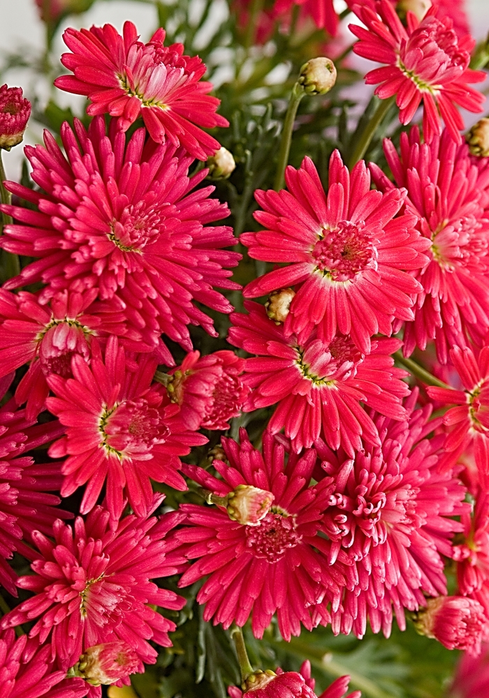 Marguerite Daisy - Argyranthemum 'Fireball Red' from GCM Theme Three