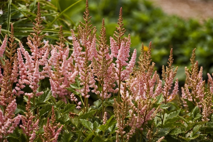 False Spirea - Astilbe chinensis 'Visions in Pink' from GCM Theme Three