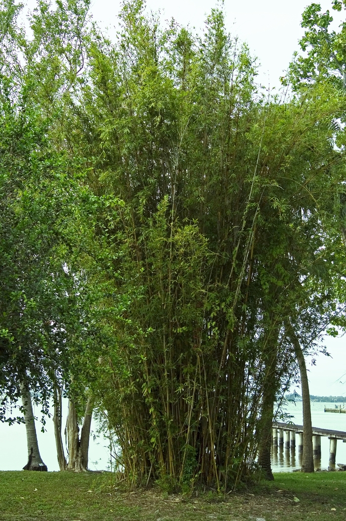 'Alphonse Karr' Bamboo - Bambusa glaucescens from GCM Theme Three