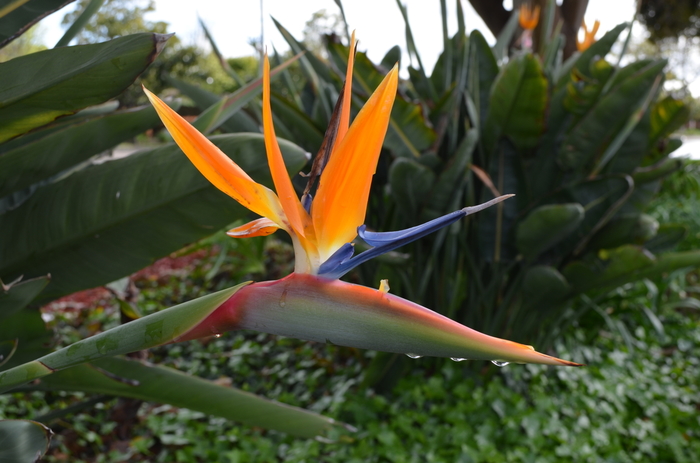 Tropical Bird of Paradise - Strelitzia reginae from GCM Theme Three