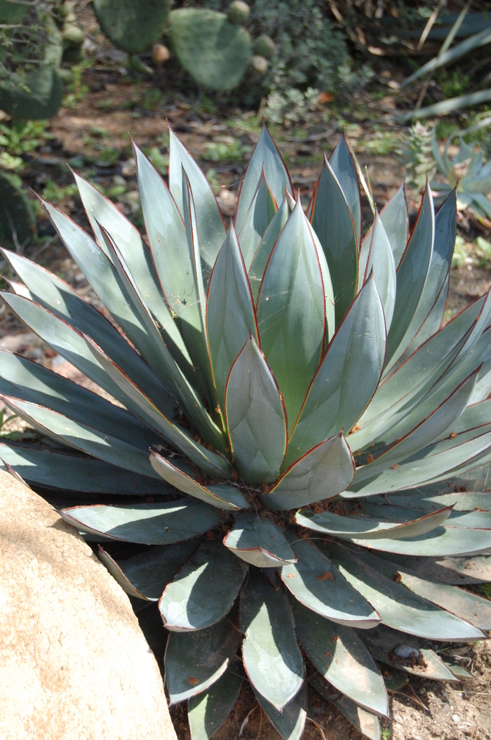 Agave 'Blue Glow' - Succulent from GCM Theme Three
