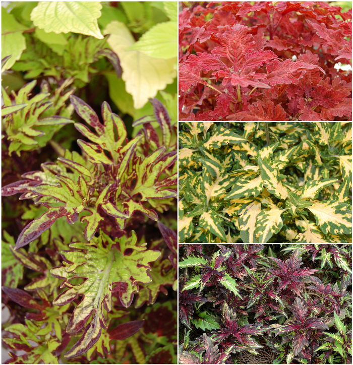 Stained Glassworks™ - Coleus - Multiple Varieties from GCM Theme Three