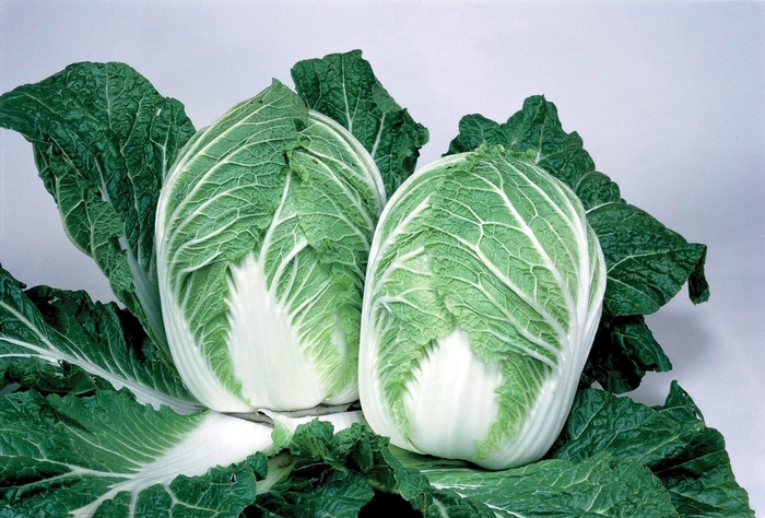 China Express F1 - Chinese Cabbage from GCM Theme Three