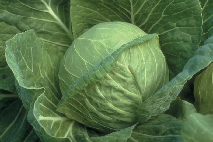 Fast Vantage Cabbage - Brassica oleracea var. capitat from GCM Theme Three