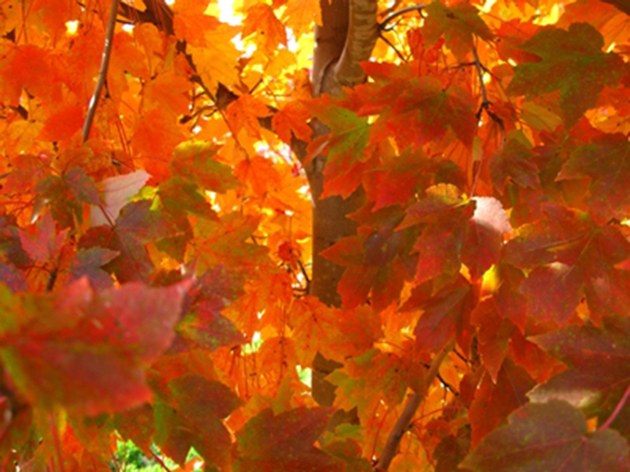 October Glory Maple - Acer rubrum 'October Glory' from GCM Theme Three