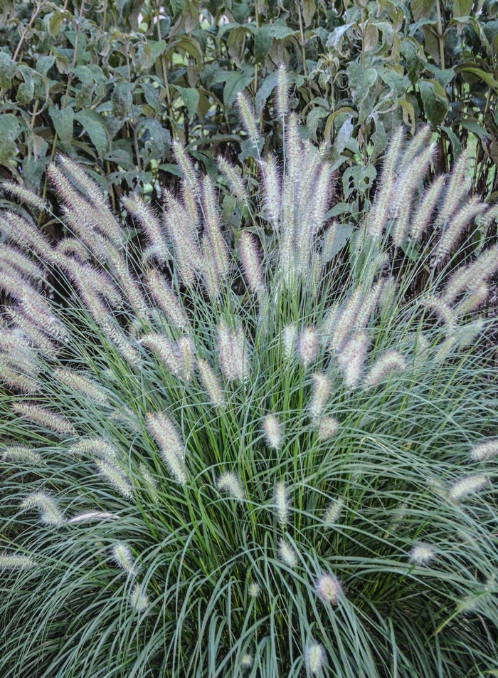 Dwarf Fountain Grass - Pennisetum alopecuroides 'Hameln' from GCM Theme Three