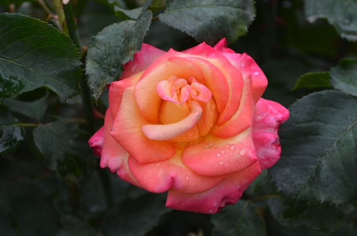 Rosa Dream Come True - Grandiflora Rose from GCM Theme Three