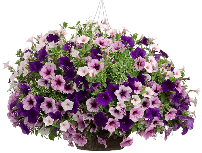 Blueberry Hill - Purple Shades Mix Hanging Basket from GCM Theme Three
