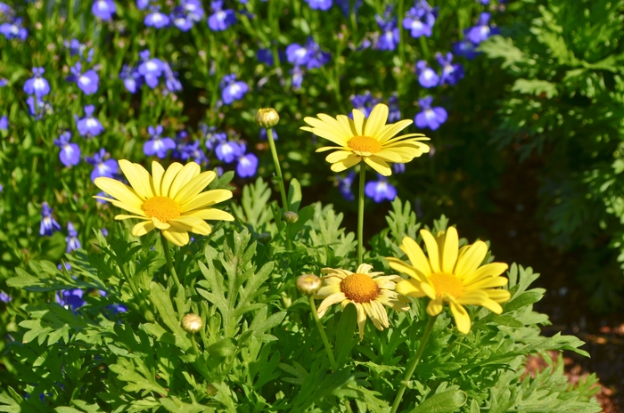 Marguerite Daisy - Argyranthemum 'Beauty Yellow' from GCM Theme Three