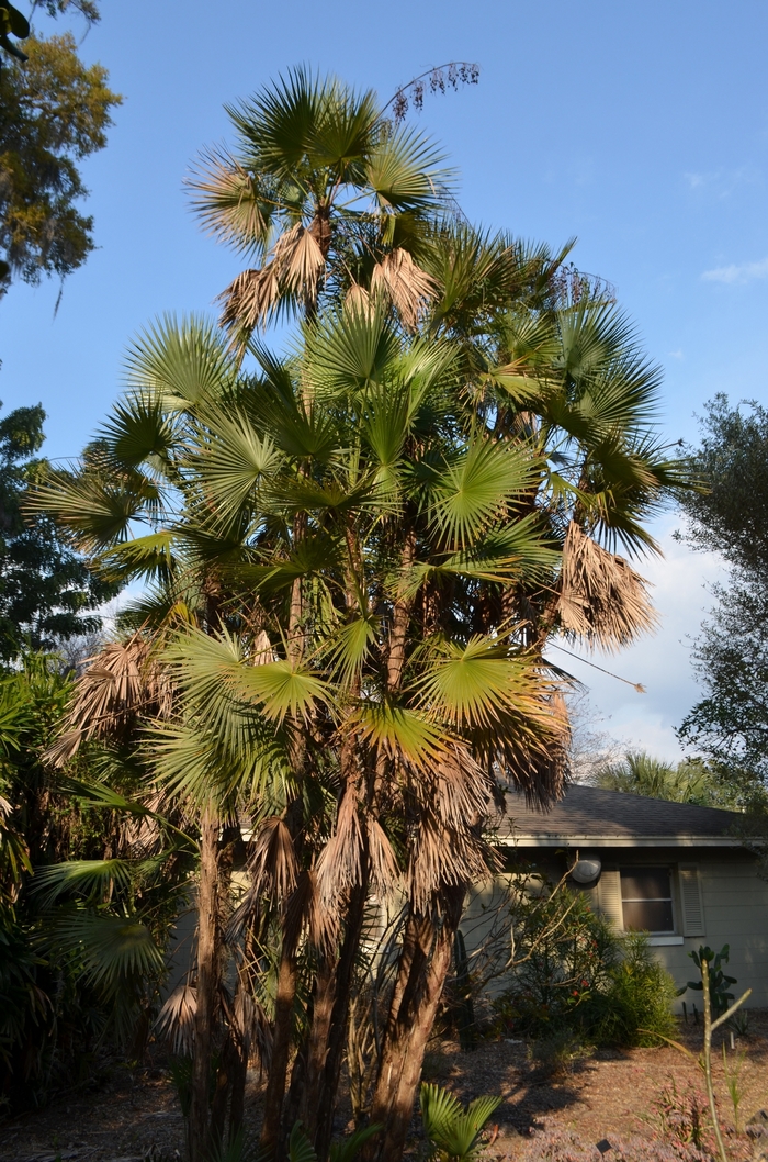 Everglades Palm - Acoelorraphe wrightii from GCM Theme Three