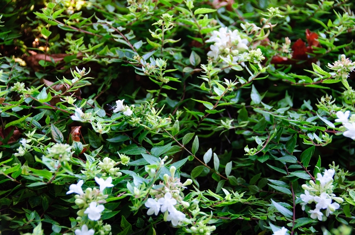 'Sherwoodii' Glossy Abelia - Abelia x grandiflora from GCM Theme Three