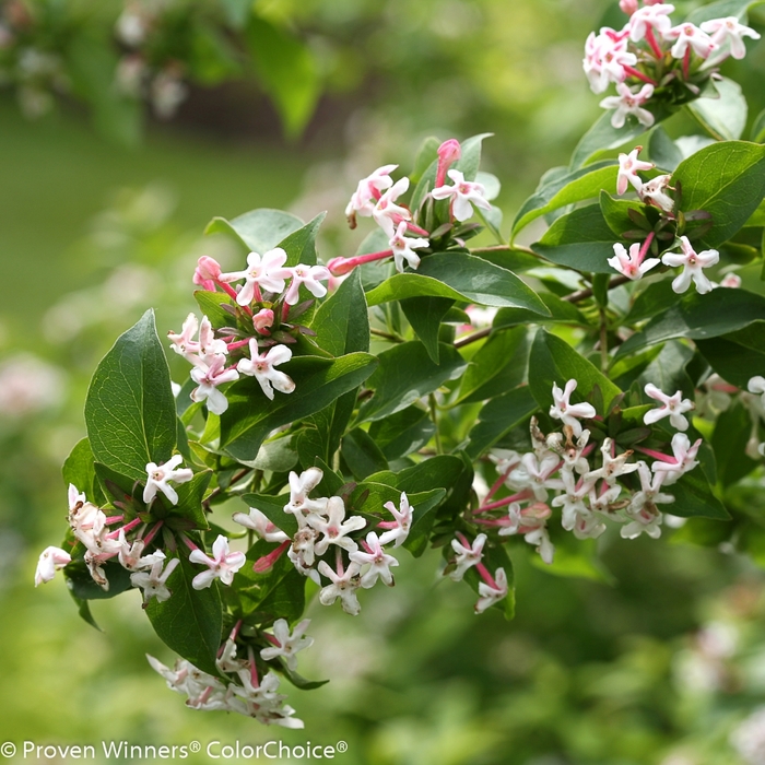 Color Choice® Sweet Emotion® - Abelia mosanensis 'SMNAMDS' PP27370 CPBR5937 from GCM Theme Three