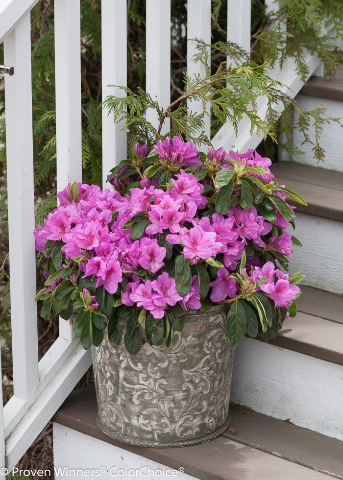 Bloom-A-Thon® Lavender - Rhododendron hybrid from GCM Theme Three