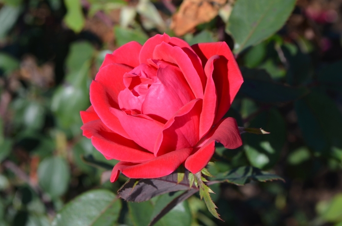 Double Red Knock Out® - Rosa 'Radtko' PP16202, CPBR 3104 from GCM Theme Three