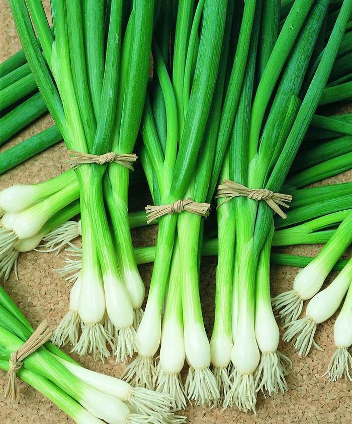 Bunching Onion - Allium fistulosum 'Warrior' from GCM Theme Three