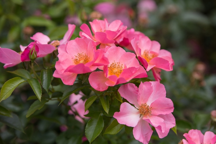 Easy Elegance® 'All the Rage' - Rosa 'BAIrage' PP19945 from GCM Theme Three