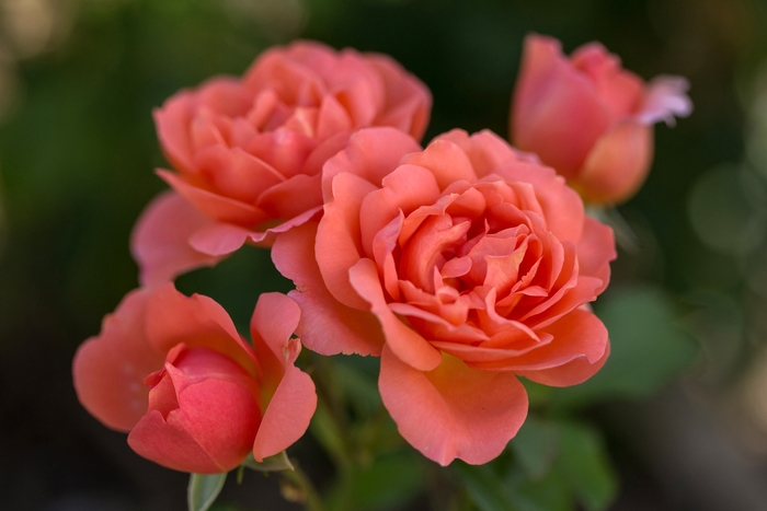 Easy Elegance® Sweet Fragrance - Rosa (Rose) from GCM Theme Three
