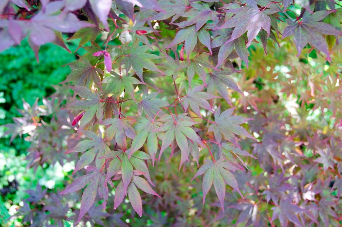 Fireglow Japanese Maple - Acer palmatum from GCM Theme Three