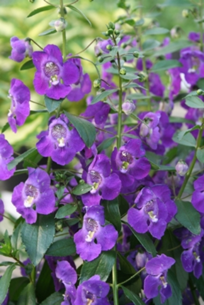 Angelonia 'Angelface™ Blue - Summer Snapdragon from GCM Theme Three